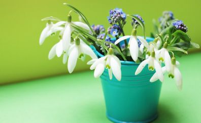 Snowdrop and lavender flowers in pot