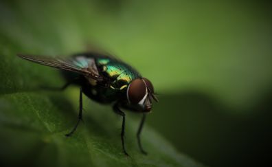 Fly, close up, insect, wings