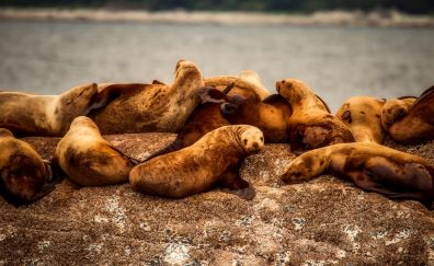 Sea lions, water animals, relaxed