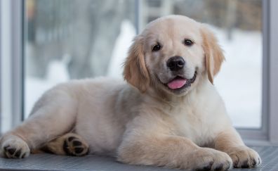 Golden Retriever puppy, cute dog, animal, sitting