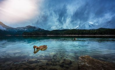 Brown duck, mountains, lake, nature
