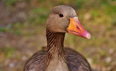 Brown Goose, water bird, beak