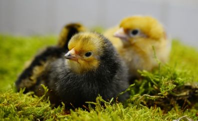 Chicks, young birds, hatched
