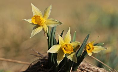 Daffodil flowers, plants, yellow flowers, blur