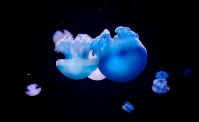Jellyfish, blue fishes, underwater