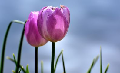 Tulips, pink flower, buds