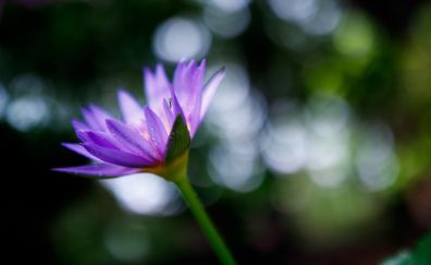 Water lily, purple flower, bokeh
