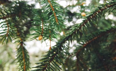 Spruce, tree branch