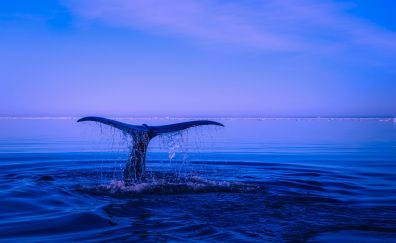 Whale tail, blue sea