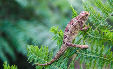 Lizard on tree branch