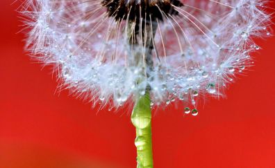 Dandelion flower, close up, water drops, drops