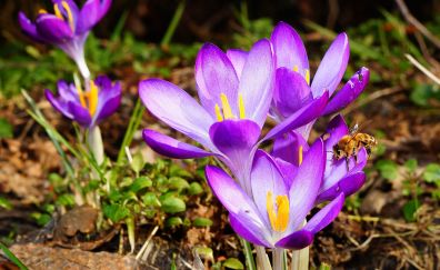 Spring, crocus flower, purple flower