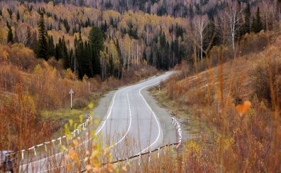 Autumn, forest, road, tree, highway