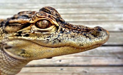 Alligator muzzle, zoo, animal