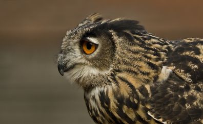 Owl, bird, predator