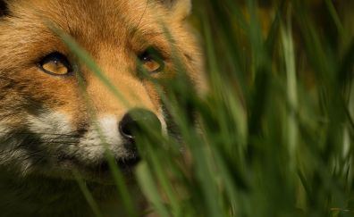 Red fox muzzle, animal