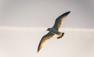 Seagull flying bird