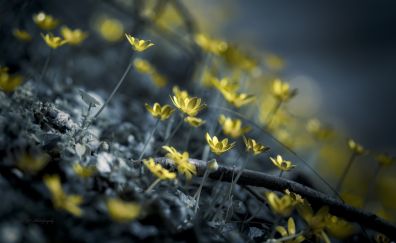 Yellow flowers, plants, meadow