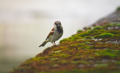 Sparrow, bird, moss