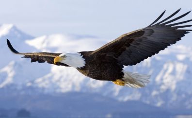 Flying Eagle bird