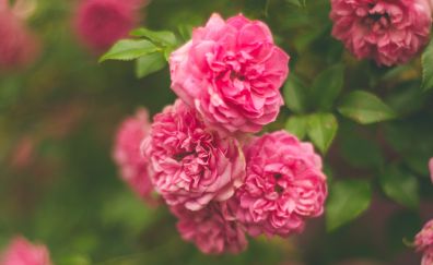 Rose pink flower bush