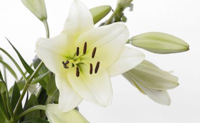 Lily, blossom, white flower