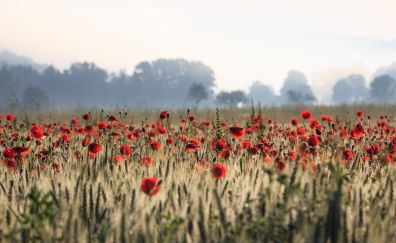 Poppy flowers field, red flowers