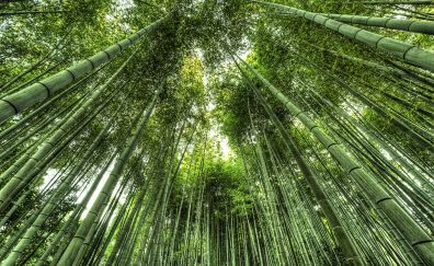 Japan bamboo forest, tree