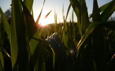 Grass leaf, sunlight, close up, water drops