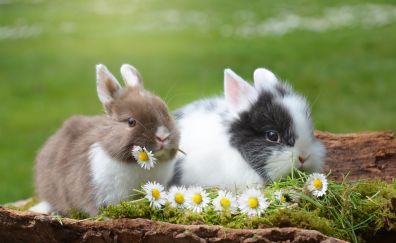 Cute, small animals, rabbits, bunny, hare