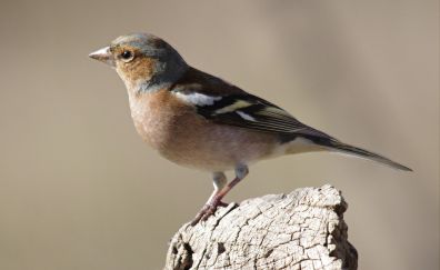 Sparrow, Small, cute bird