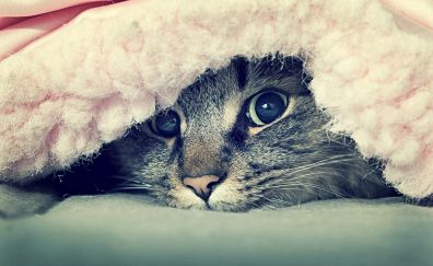 Cat in bed cute