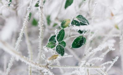 Tree Branch, frost, winter, leaves