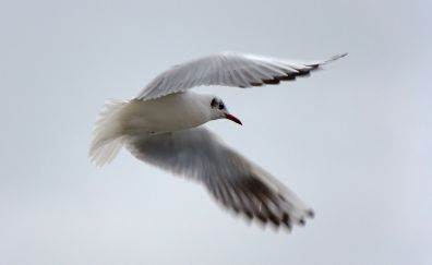Seagull, flying, white bird, wings