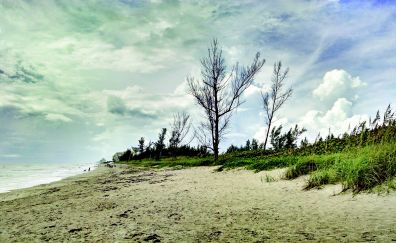 Clouds, beach, sand, tree