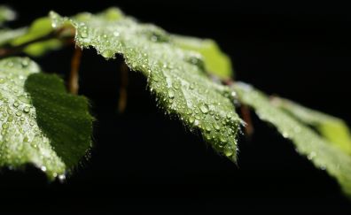 Green leaves, close up, drops