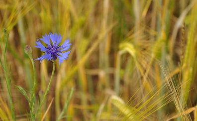 Lovely purple flower, grass, blur