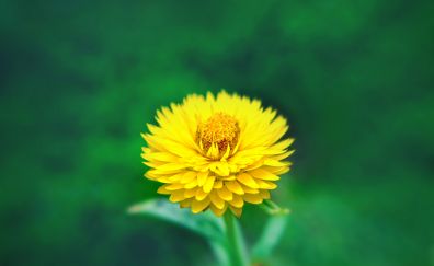 Flower, close up, yellow flower