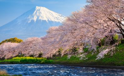 Sakura River japan