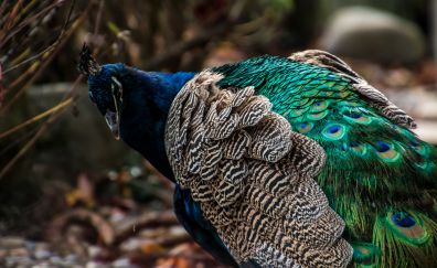 Peacock, beautiful, bird, feathers, plumage, 5k