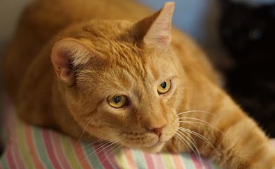 Ginger cat lying