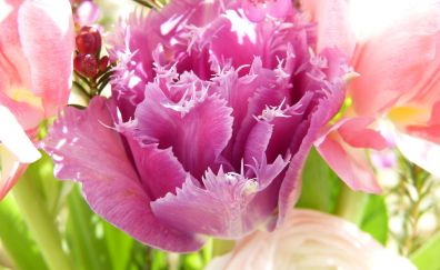 Tulips flowers, pink petals