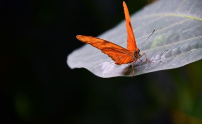 Orange butter fly, insect, leaf