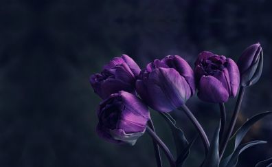 Purple tulip, buds, flowers