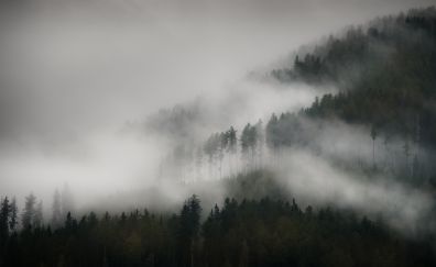 Mist, fog, forest, tree, nature