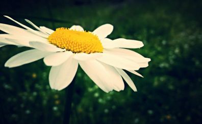 Daisy flower, close up, blur, white flower