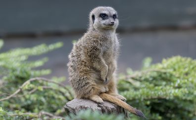 Meerkat, relaxed, furry animal