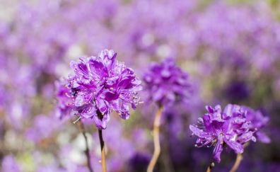 Flowers, spring, purple floral, blur