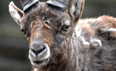 Horns, goat, muzzle, eyes