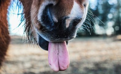 Horse tongue, nose